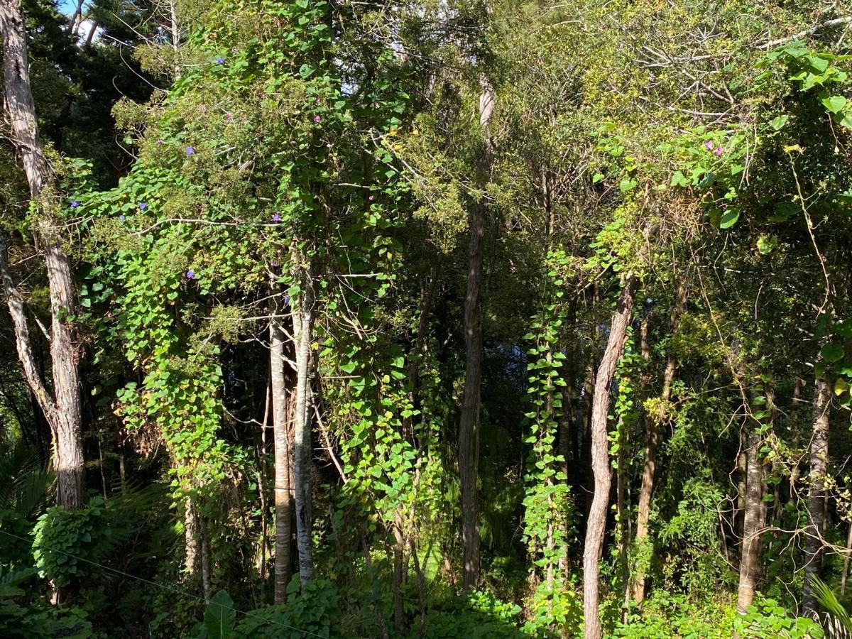 Bush , Birds And Relaxing Moments Apartment Auckland Exterior foto